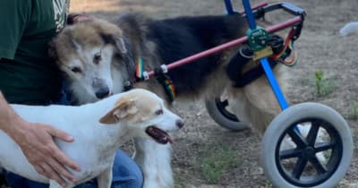 Rosha Rifugio Oasi Shangai Cani Abbandonati