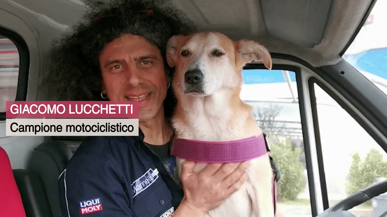 Lions contro l'abbandono e il randagismo di Distretto Lions MilanoCittàMetropolitana Lions contro l'abbandono e il randagismo-Distretto Lions MilanoCittàMetropolitana