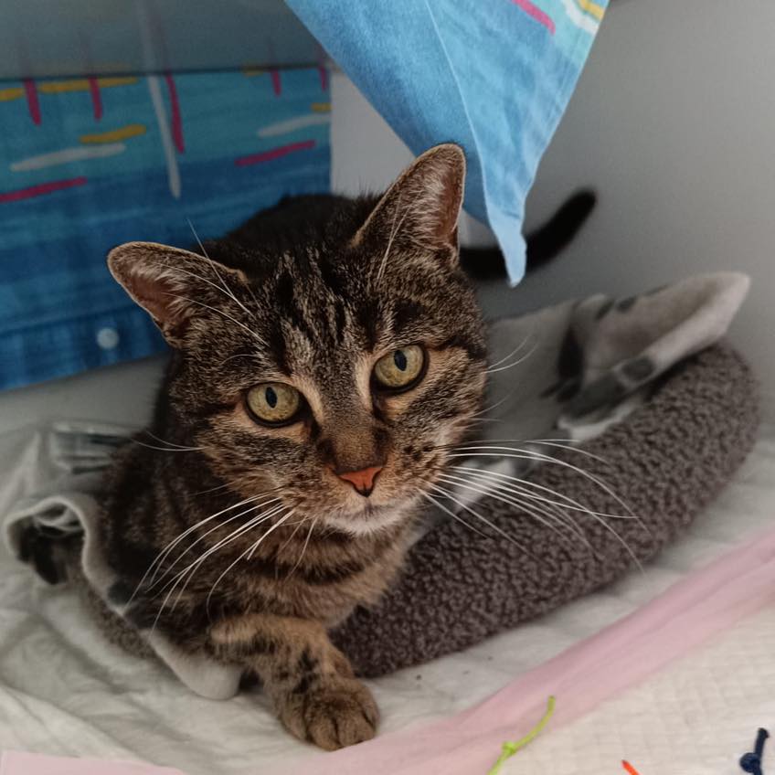 Rete del Dono Mondo Gatto 2