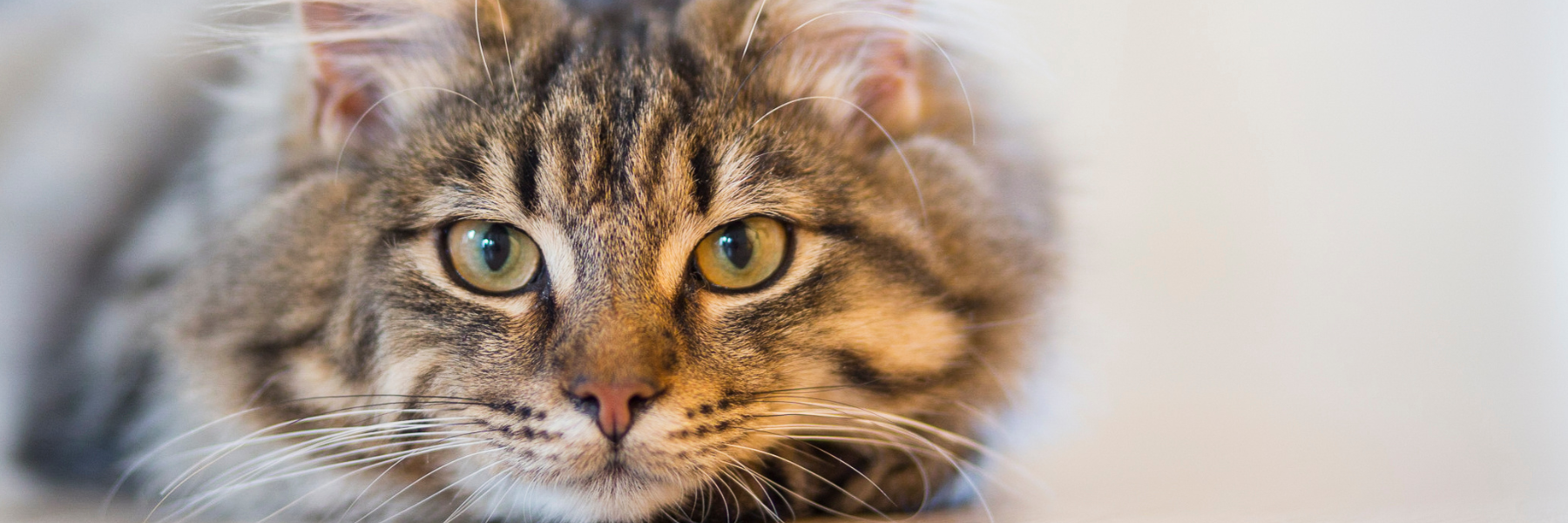 Rete del Dono Mondo Gatto APS