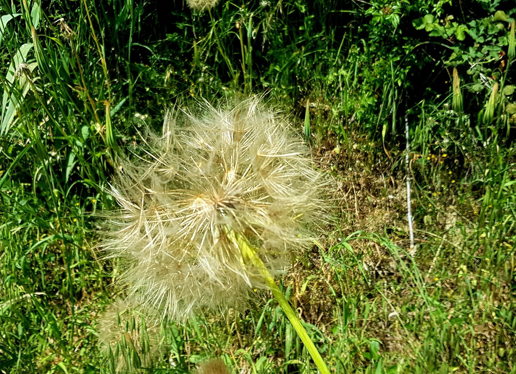 Rete del Dono CiaoLapo ETS Soffione