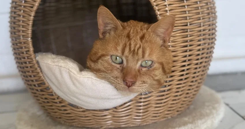 Associazione Casa Speranza