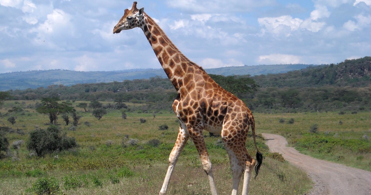 We are all Africans! W le ostetriche! di Alberto Zuecco We are all Africans! W le ostetriche!-Alberto Zuecco