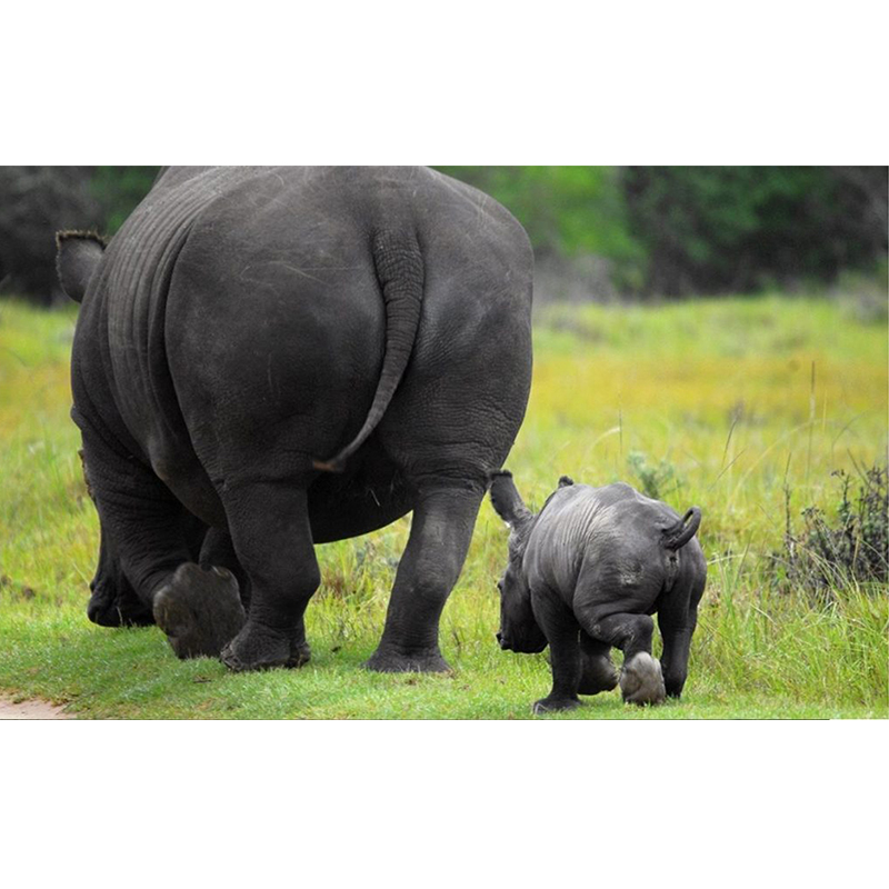 Run For Rhino di Andrea Pelo di Giorgio Run For Rhino -Andrea Pelo di Giorgio