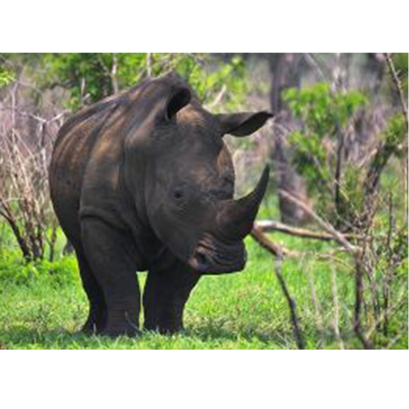 Run For Rhino di Andrea Pelo di Giorgio Run For Rhino -Andrea Pelo di Giorgio
