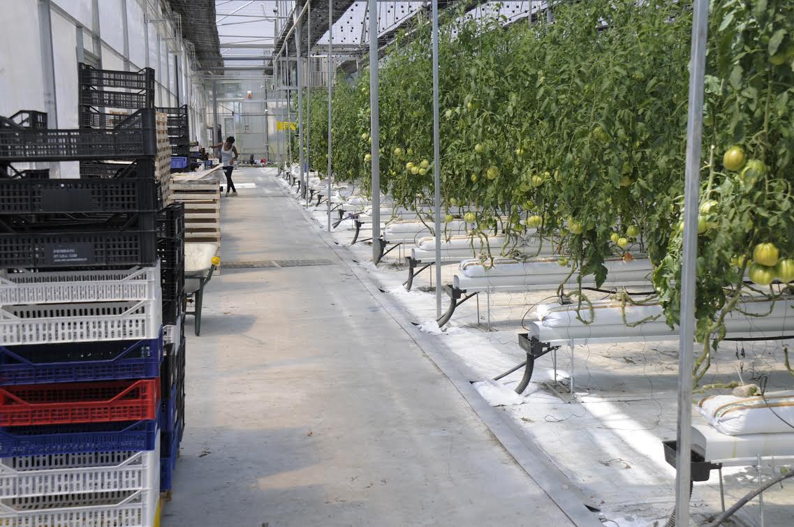 Orto sostenibile AMMP GIORGIO VALSANIA di ESSEBI GROUP di Egidio Boggia e Luca Signore Orto sostenibile AMMP GIORGIO VALSANIA-ESSEBI GROUP di Egidio Boggia e Luca Signore