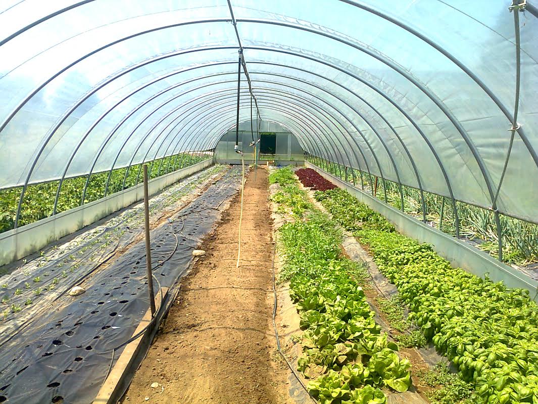 Orto sostenibile AMMP GIORGIO VALSANIA di ESSEBI GROUP di Egidio Boggia e Luca Signore Orto sostenibile AMMP GIORGIO VALSANIA-ESSEBI GROUP di Egidio Boggia e Luca Signore