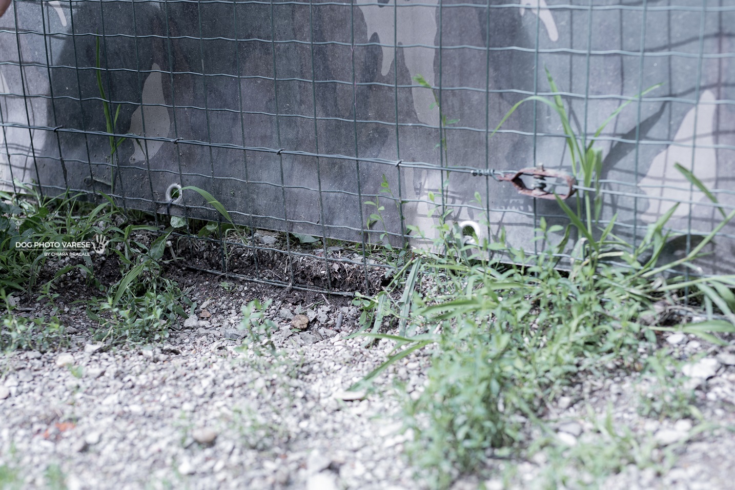 SCALDA CUCCIA PER I 4 ZAMPE DEL CANILE di SCALDA CUCCIA PER I 4 ZAMPE DEL CANILE -