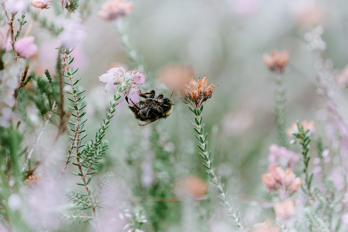 A NATALE METTIAMOCI AL LAVORO PER LE API di Parco Nord A NATALE METTIAMOCI AL LAVORO PER LE API-Parco Nord