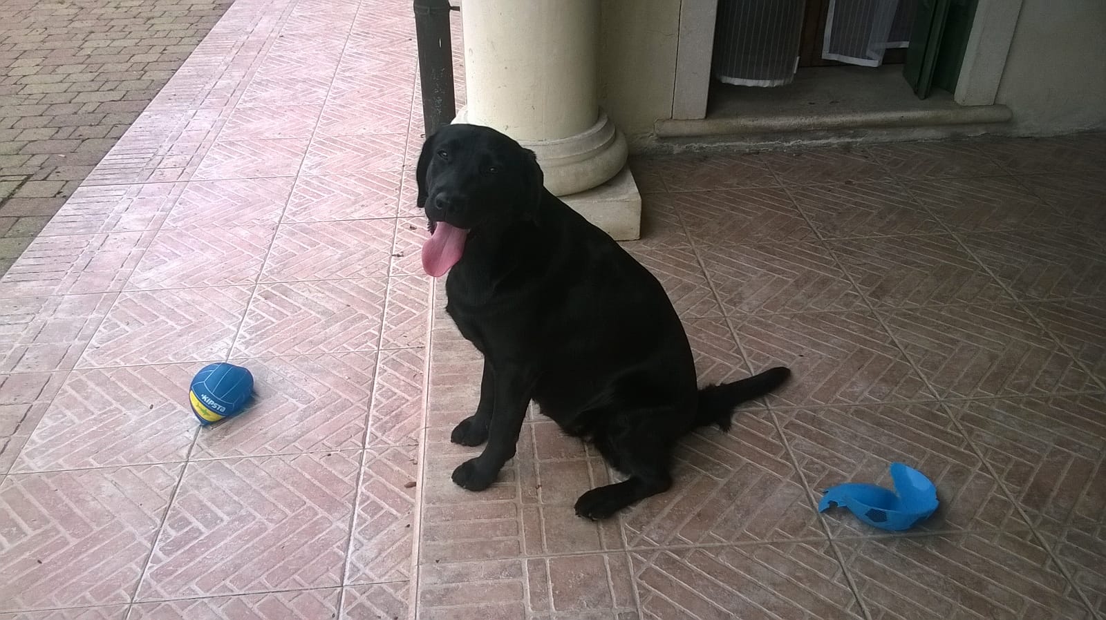 Da grande sarò un cane guida per ciechi. di Puppy Da grande sarò un cane guida per ciechi.-Puppy