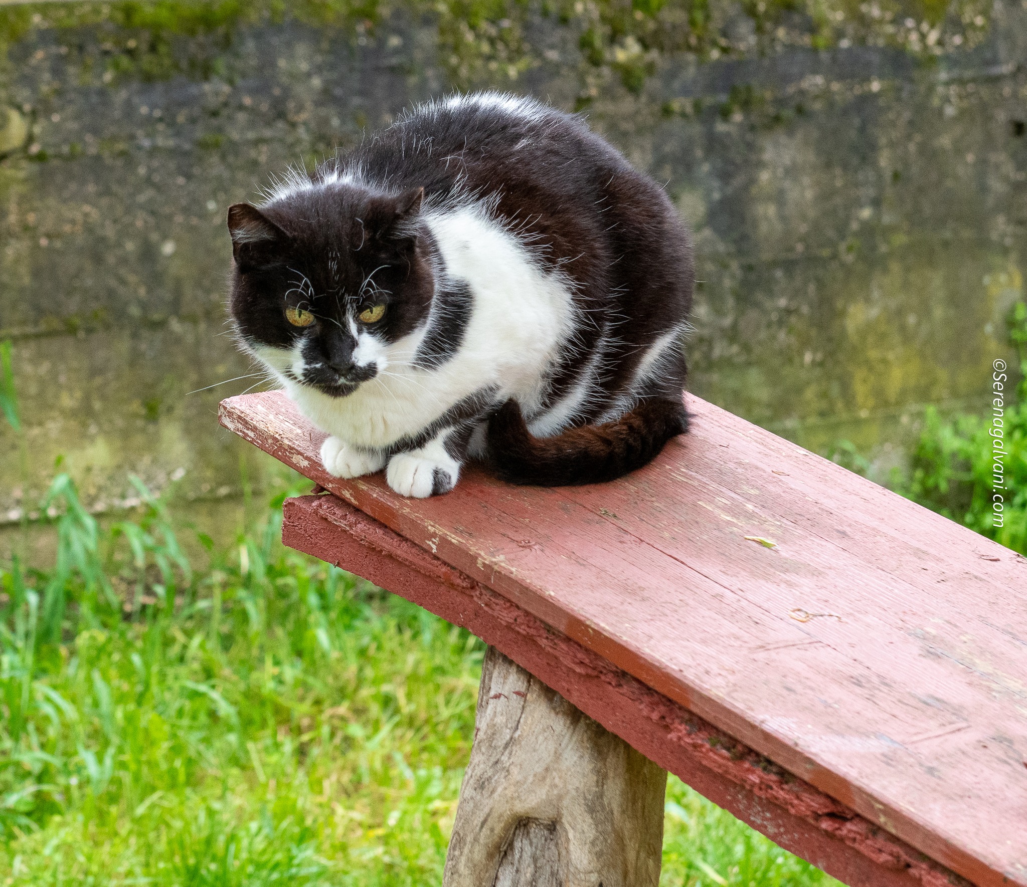 DIAMO UNA ZAMPA! di Astad O.d.V. DIAMO UNA ZAMPA!-Astad O.d.V.