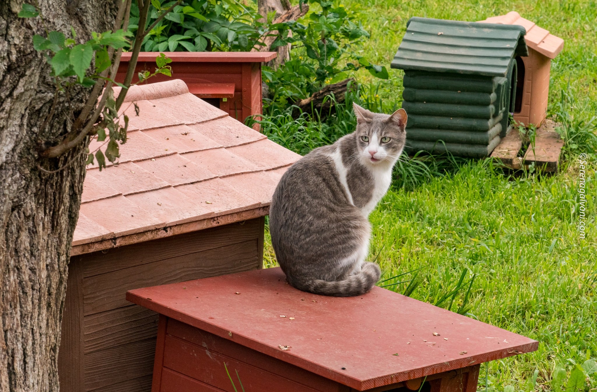DIAMO UNA ZAMPA! di Astad O.d.V. DIAMO UNA ZAMPA!-Astad O.d.V.