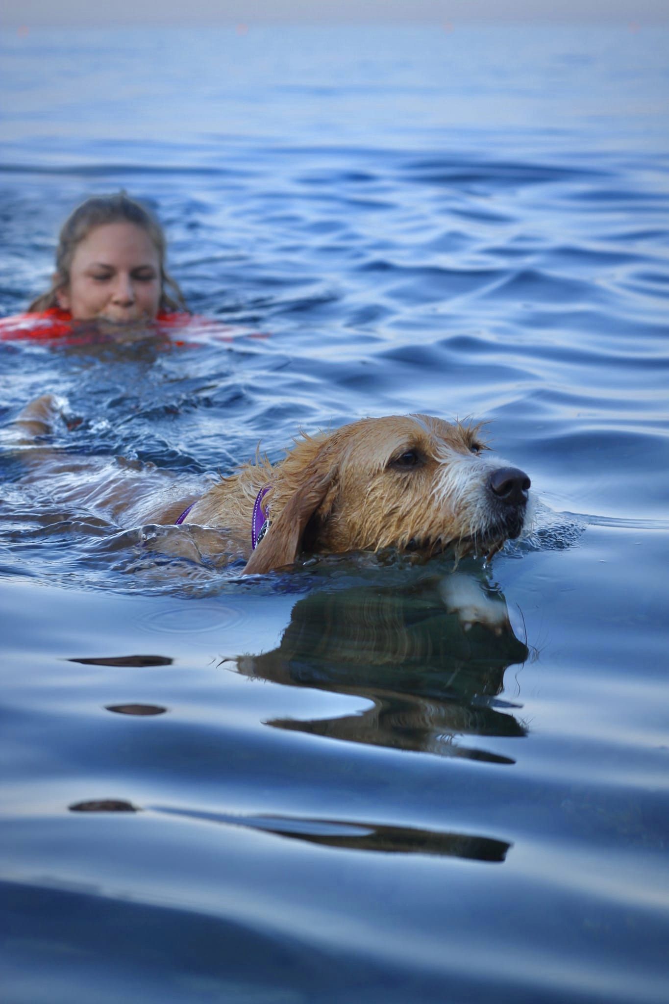 DIAMO UNA ZAMPA! di Astad O.d.V. DIAMO UNA ZAMPA!-Astad O.d.V.