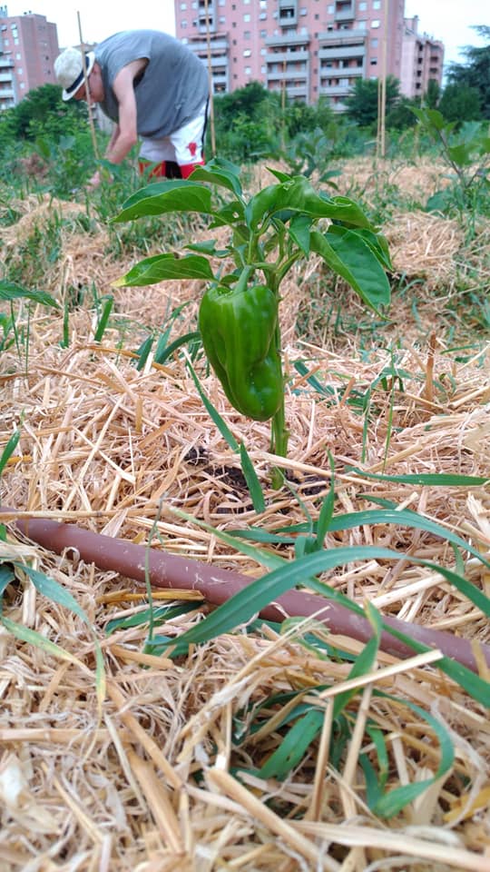 TUTTI GIU PER TERRA ALLA MILANO MARATHON di FONDAZIONE ALESSIO TAVECCHIO ONLUS TUTTI GIU PER TERRA ALLA MILANO MARATHON-FONDAZIONE ALESSIO TAVECCHIO ONLUS