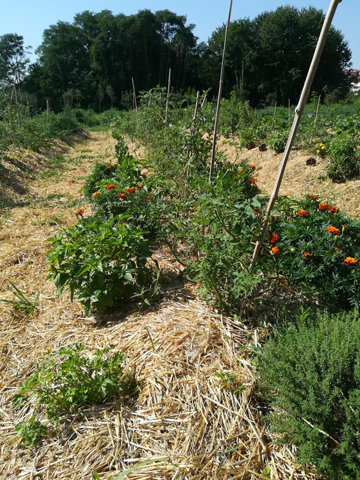 TUTTI GIU PER TERRA ALLA MILANO MARATHON di FONDAZIONE ALESSIO TAVECCHIO ONLUS TUTTI GIU PER TERRA ALLA MILANO MARATHON-FONDAZIONE ALESSIO TAVECCHIO ONLUS