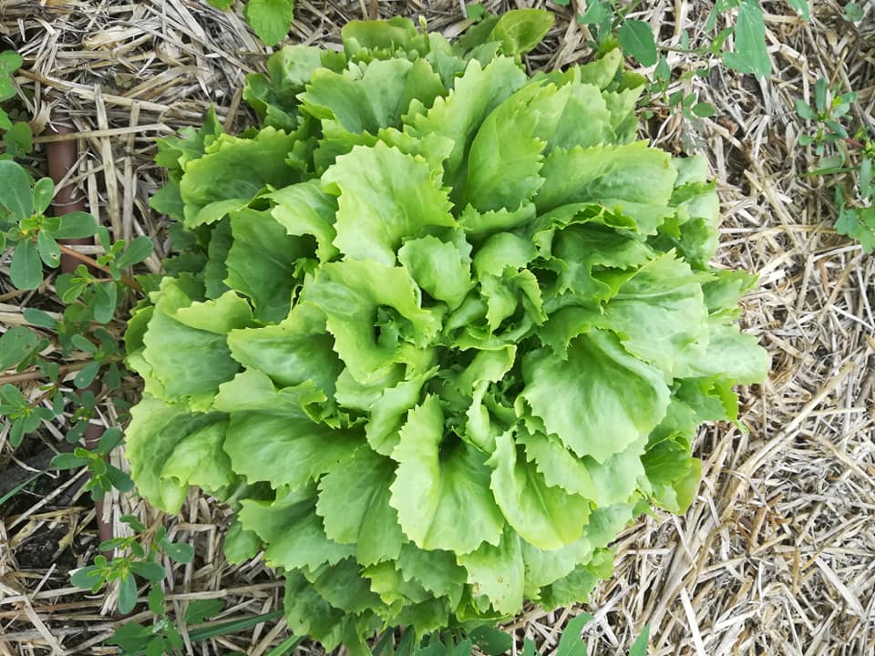 TUTTI GIU PER TERRA ALLA MILANO MARATHON di FONDAZIONE ALESSIO TAVECCHIO ONLUS TUTTI GIU PER TERRA ALLA MILANO MARATHON-FONDAZIONE ALESSIO TAVECCHIO ONLUS