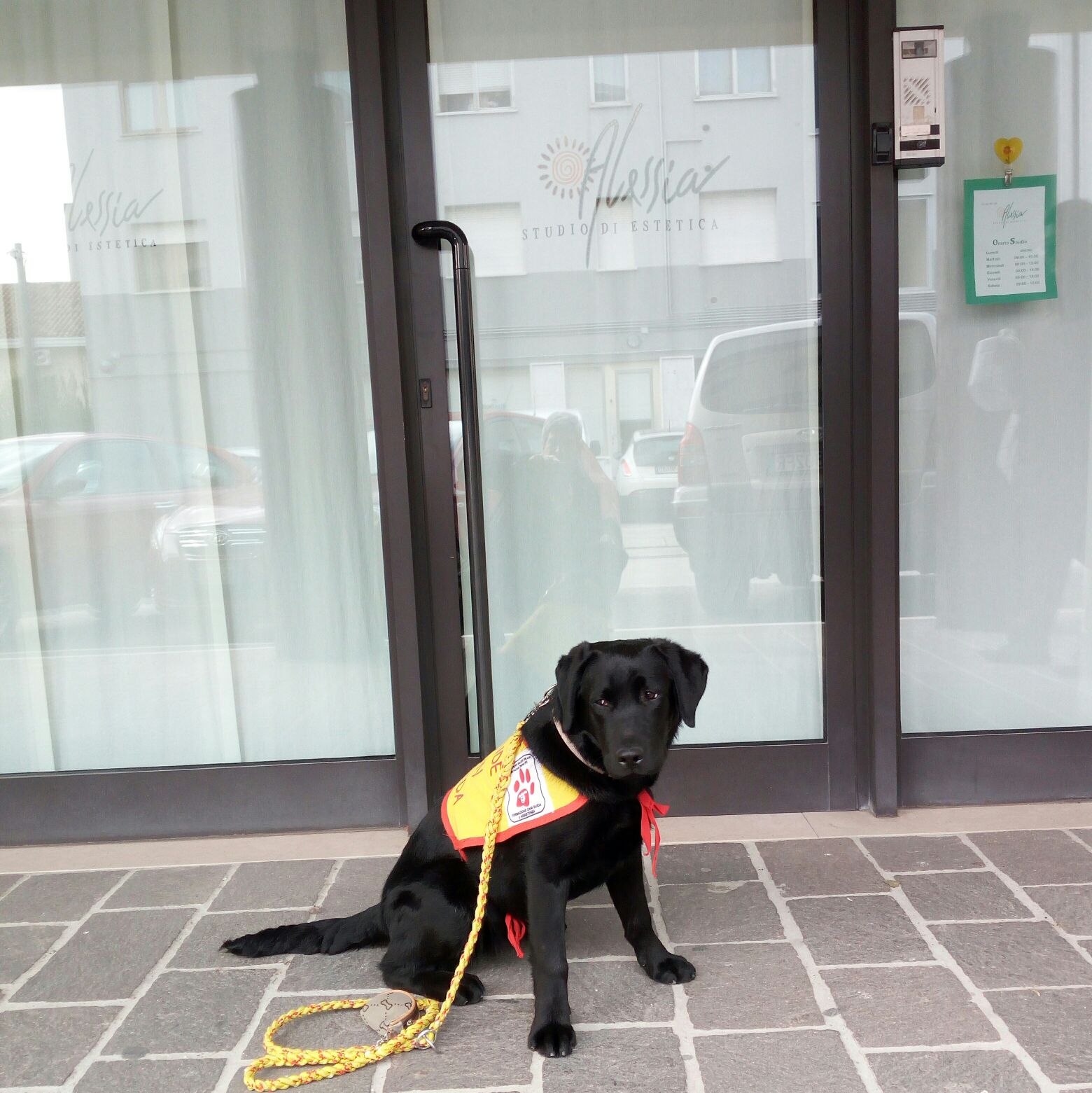 Da grande sarò un cane guida per ciechi. di Puppy Da grande sarò un cane guida per ciechi.-Puppy