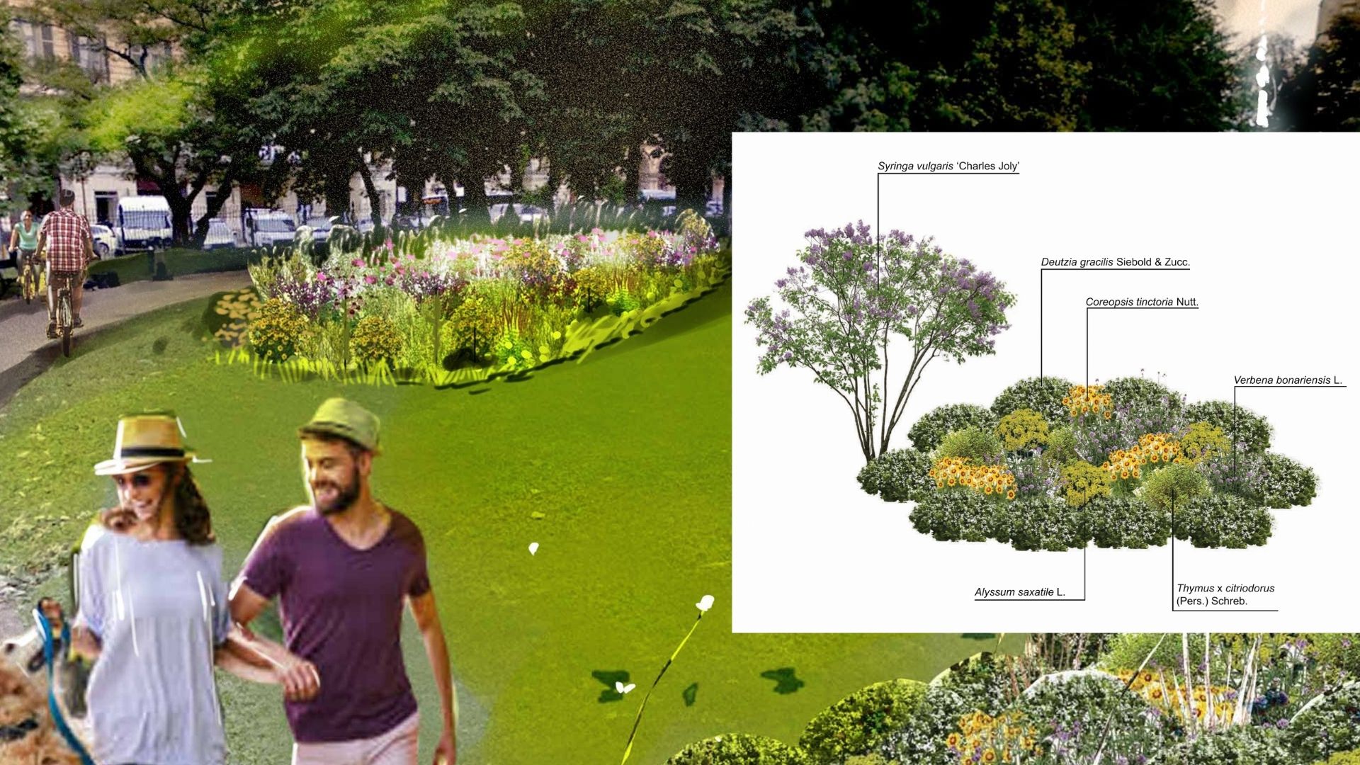 SEMINATO di Giardino forbito SEMINATO -Giardino forbito