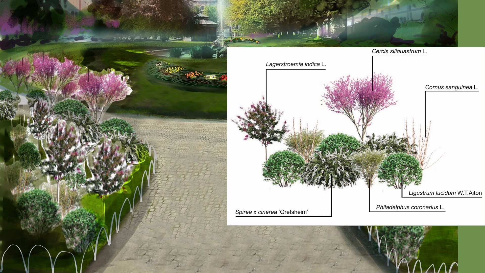 SEMINATO di Giardino forbito SEMINATO -Giardino forbito