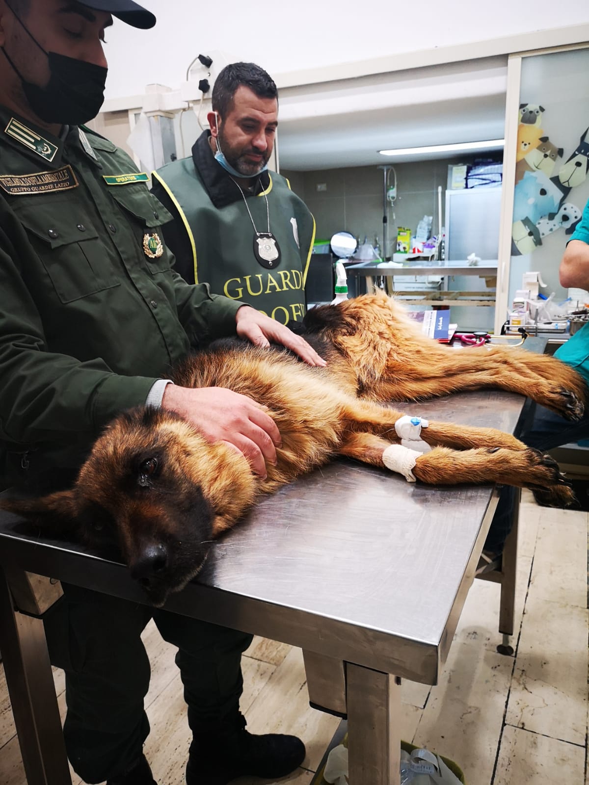 Ambiente e Animali di SAT KRONOS Ambiente e Animali-SAT KRONOS