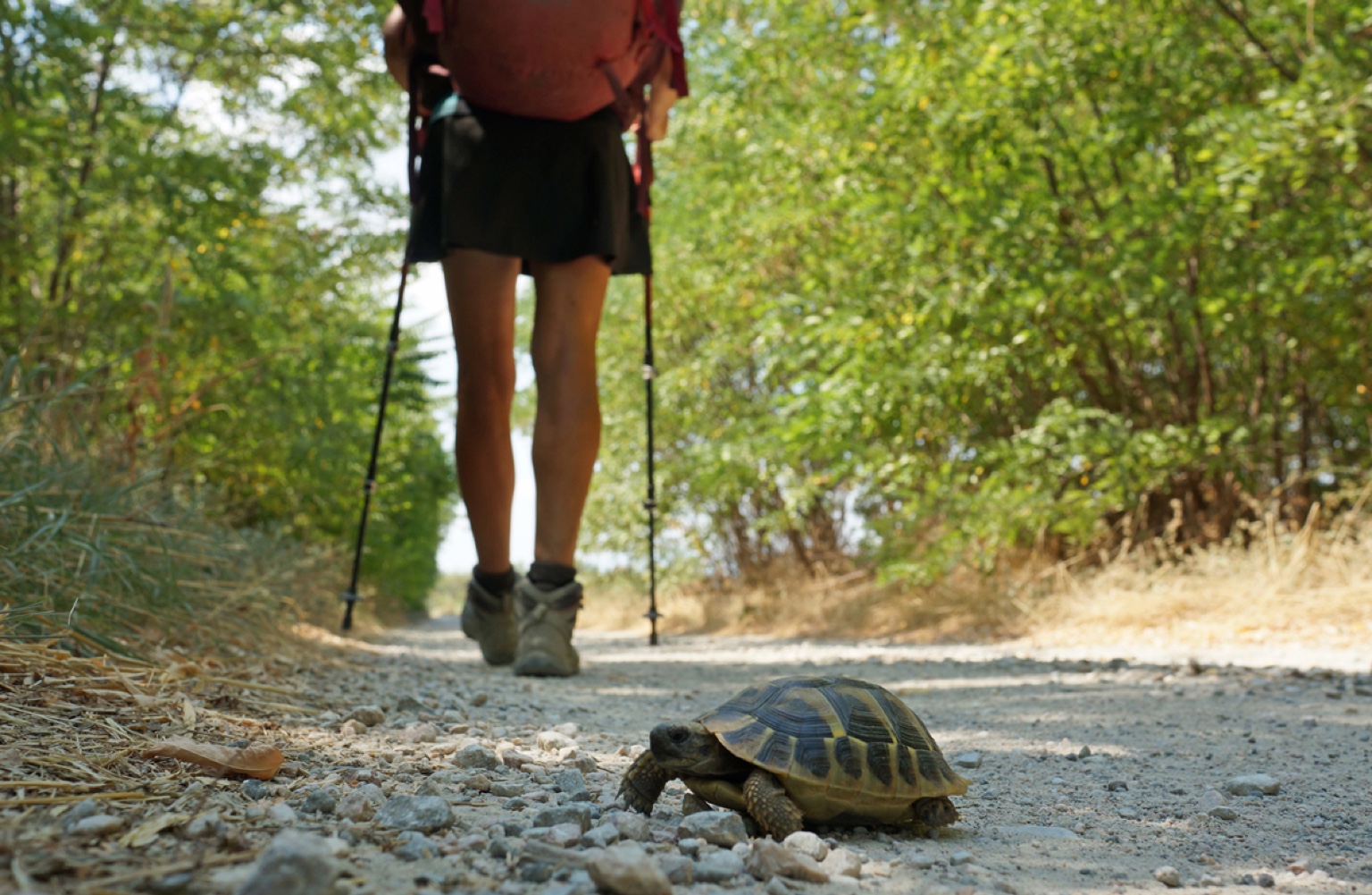 Europa? Un gioco da ragazzi! di La Locanda delle iDEE Europa? Un gioco da ragazzi!-La Locanda delle iDEE