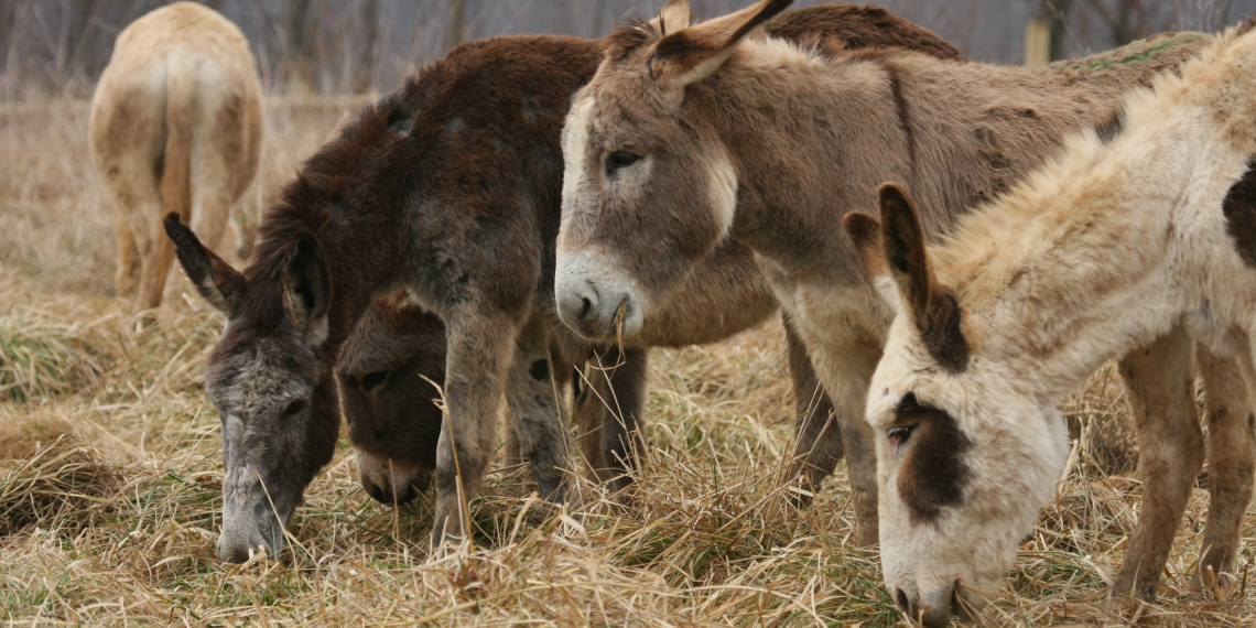 L'arrivo a Sala Biellese dei primi asini sequestrati: finalmente, fieno a volontà L'arrivo a Sala Biellese dei primi asini sequestrati: finalmente, fieno a volontà