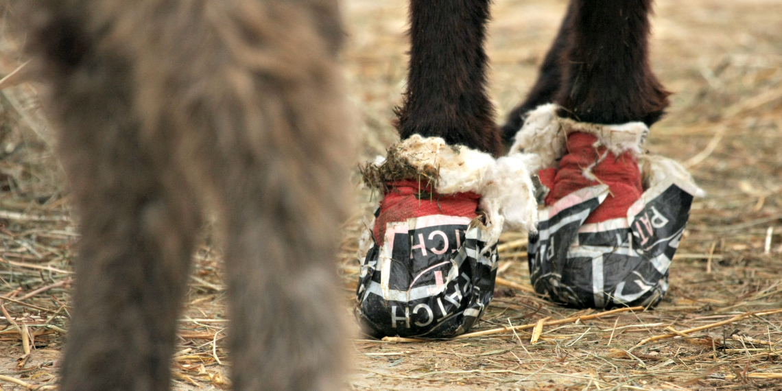 Molti degli asini salvati avevano gravi problemi di salute Molti degli asini salvati avevano gravi problemi di salute