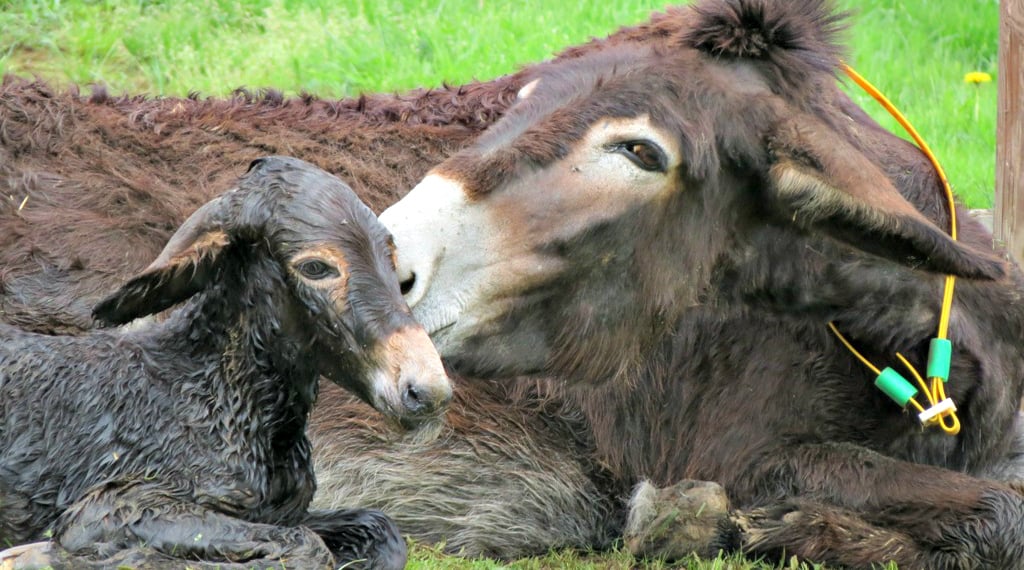 La piccola Camilla è nata nella sicurezza del Rifugio: mamma Carmela è stata salvata con una gravidanza già avanzata La piccola Camilla è nata nella sicurezza del Rifugio: mamma Carmela è stata salvata con una gravidanza già avanzata