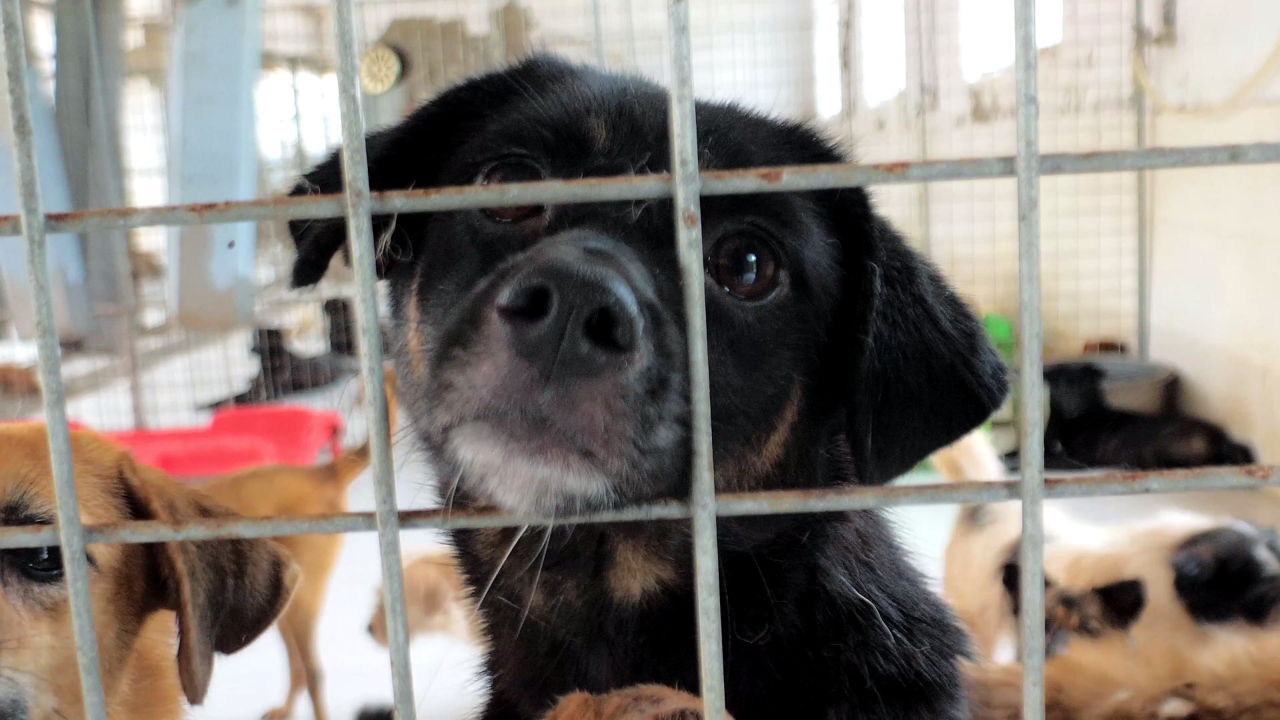 Lions contro l'abbandono e il randagismo di Distretto Lions MilanoCittàMetropolitana Lions contro l'abbandono e il randagismo-Distretto Lions MilanoCittàMetropolitana