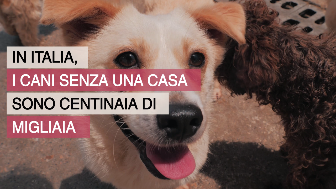 Lions contro l'abbandono e il randagismo di Distretto Lions MilanoCittàMetropolitana Lions contro l'abbandono e il randagismo-Distretto Lions MilanoCittàMetropolitana