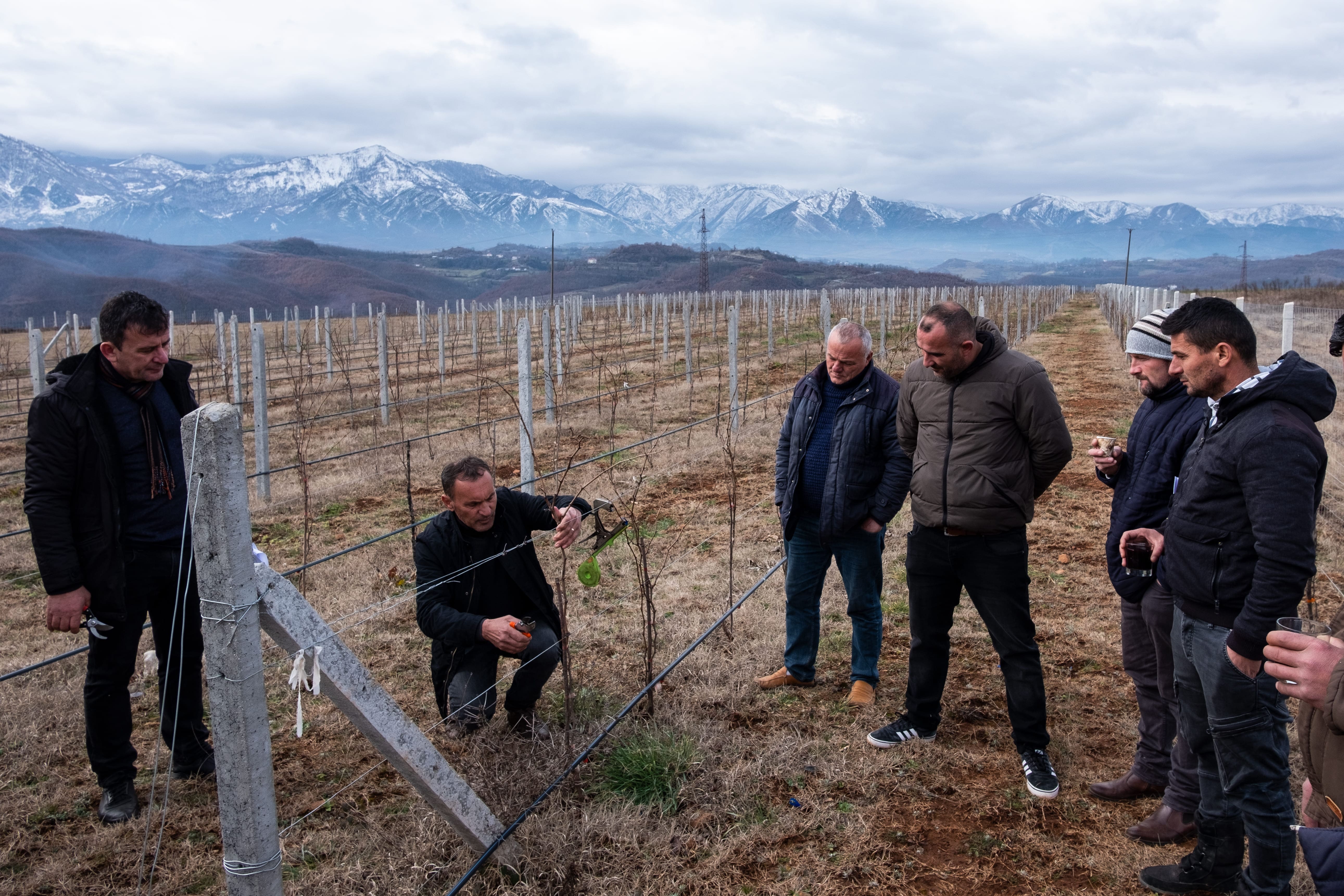 VITE VERË - Vigneti familiari in Albania di NO ONE OUT VITE VERË - Vigneti familiari in Albania-NO ONE OUT