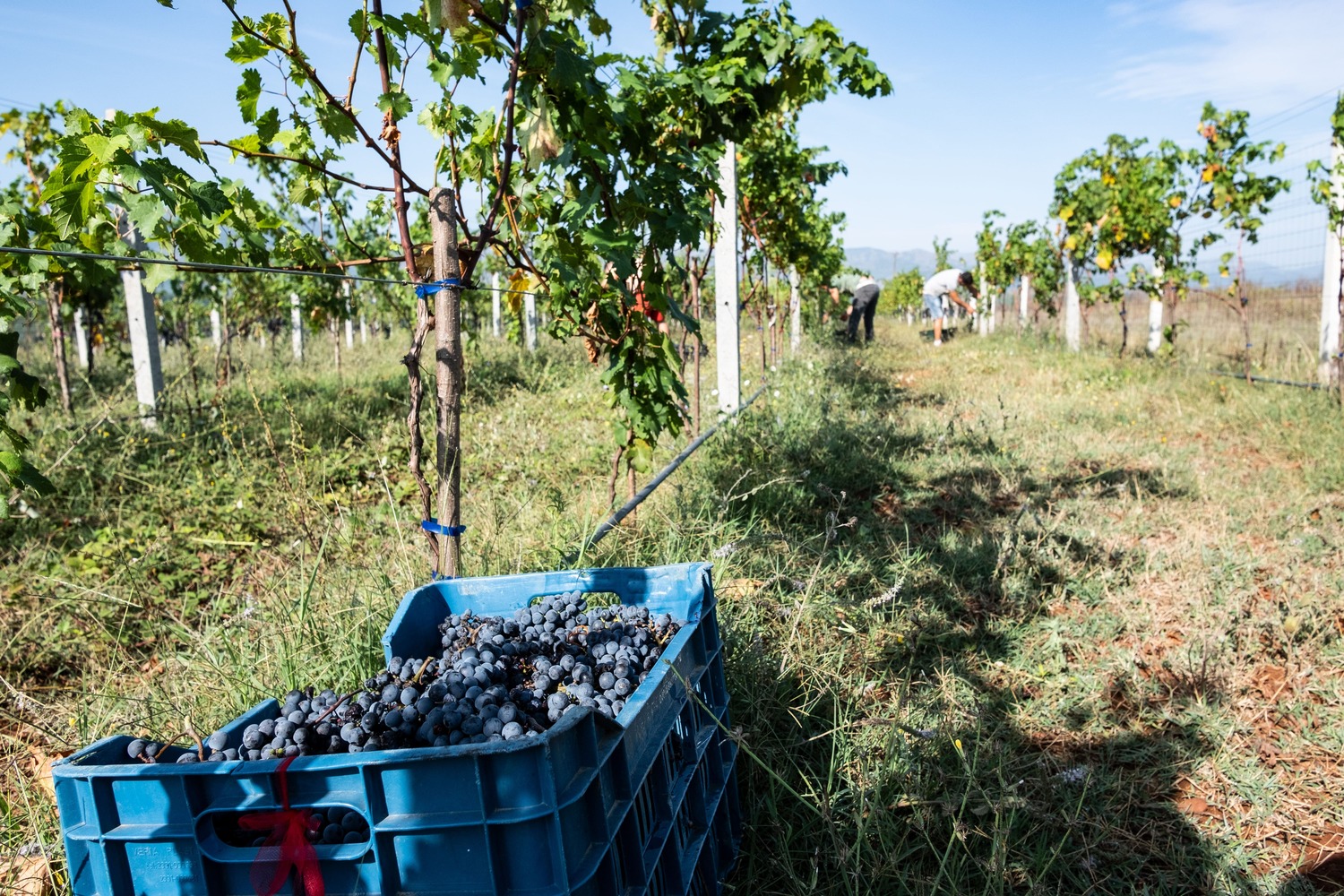 VITE VERË - Vigneti familiari in Albania di NO ONE OUT VITE VERË - Vigneti familiari in Albania-NO ONE OUT