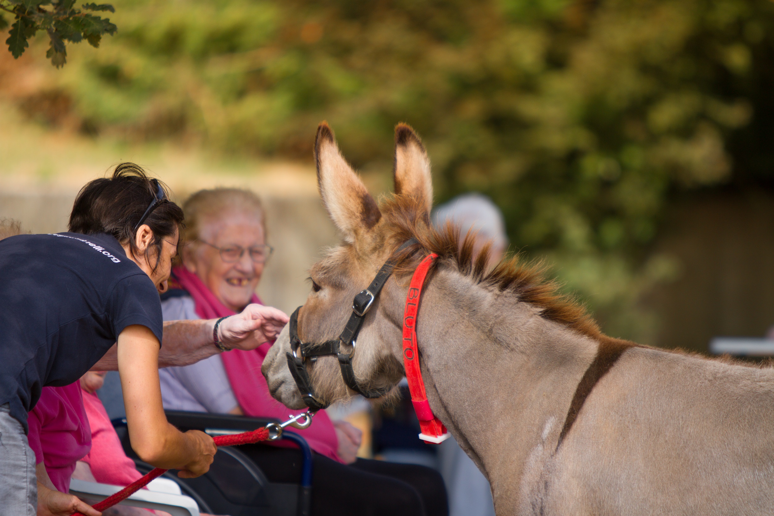 Una sfida al limite per gli asinelli di Il Rifugio degli Asinelli Una sfida al limite per gli asinelli-Il Rifugio degli Asinelli