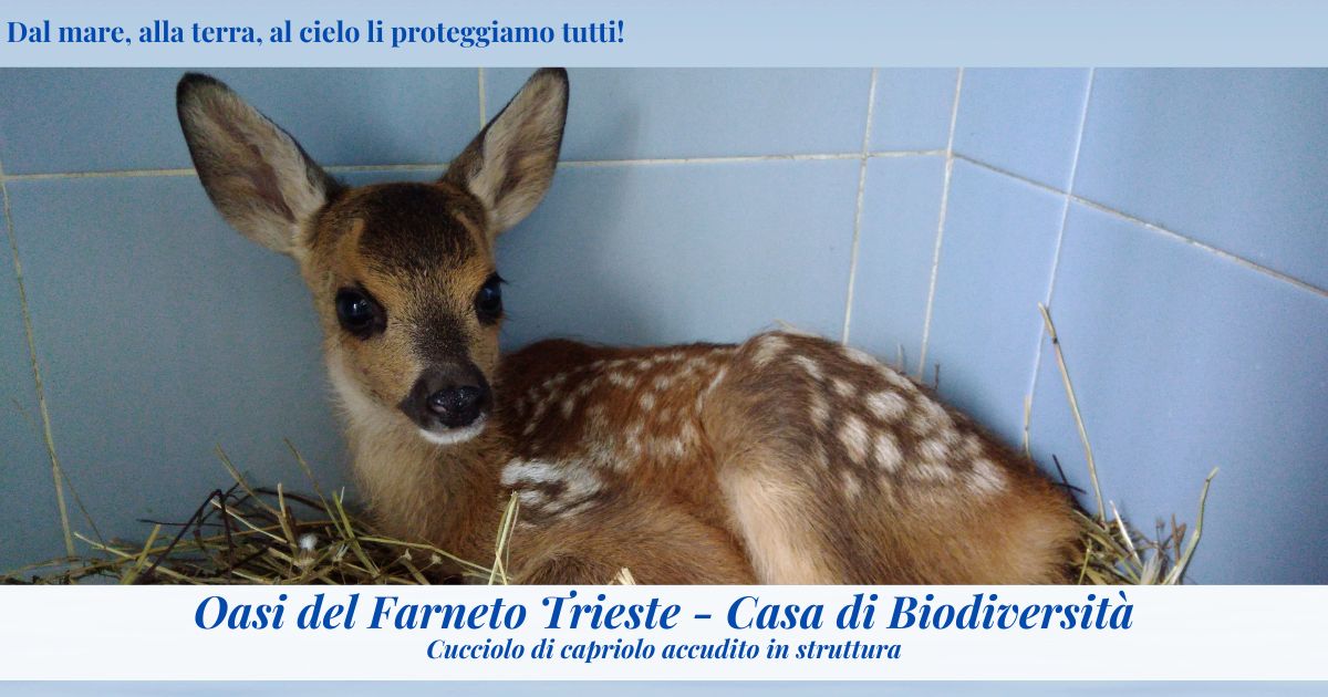 Oasi ENPA Trieste - Casa di Biodiversità di ENPA Oasi ENPA Trieste - Casa di Biodiversità-ENPA