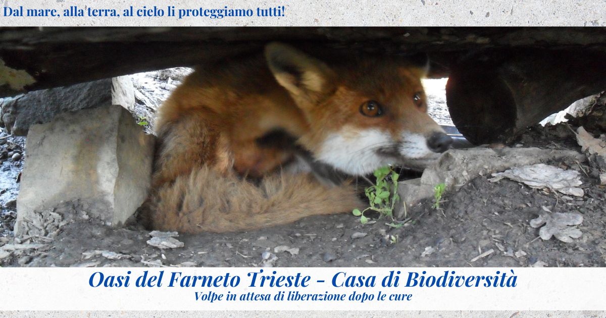Oasi ENPA Trieste - Casa di Biodiversità di ENPA Oasi ENPA Trieste - Casa di Biodiversità-ENPA