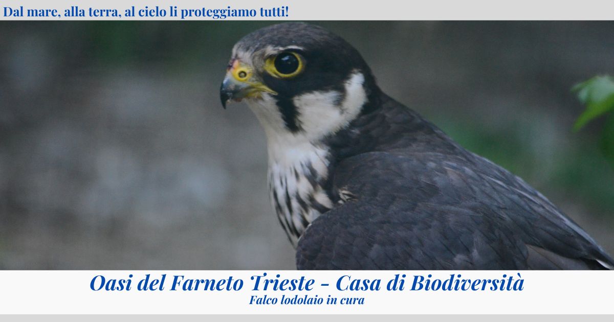 Oasi ENPA Trieste - Casa di Biodiversità di ENPA Oasi ENPA Trieste - Casa di Biodiversità-ENPA