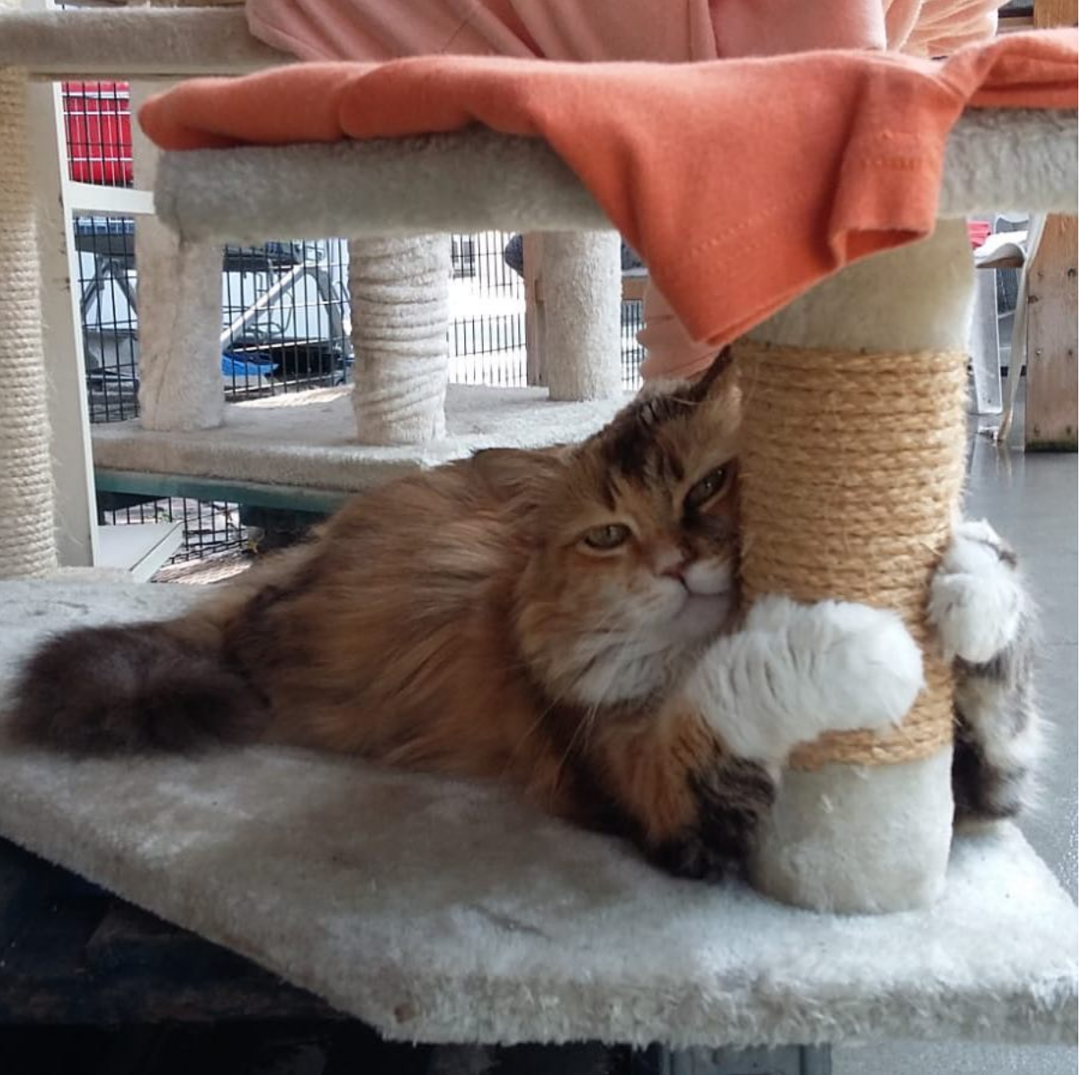 Un rifugio per i mici anziani di Milano di Mondo Gatto Un rifugio per i mici anziani di Milano-Mondo Gatto