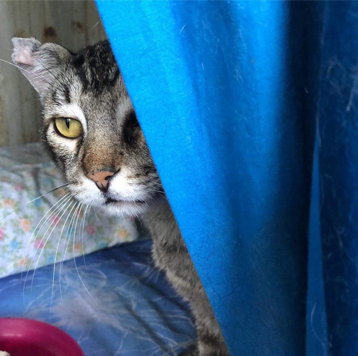 Un rifugio per i mici anziani di Milano di Mondo Gatto Un rifugio per i mici anziani di Milano-Mondo Gatto