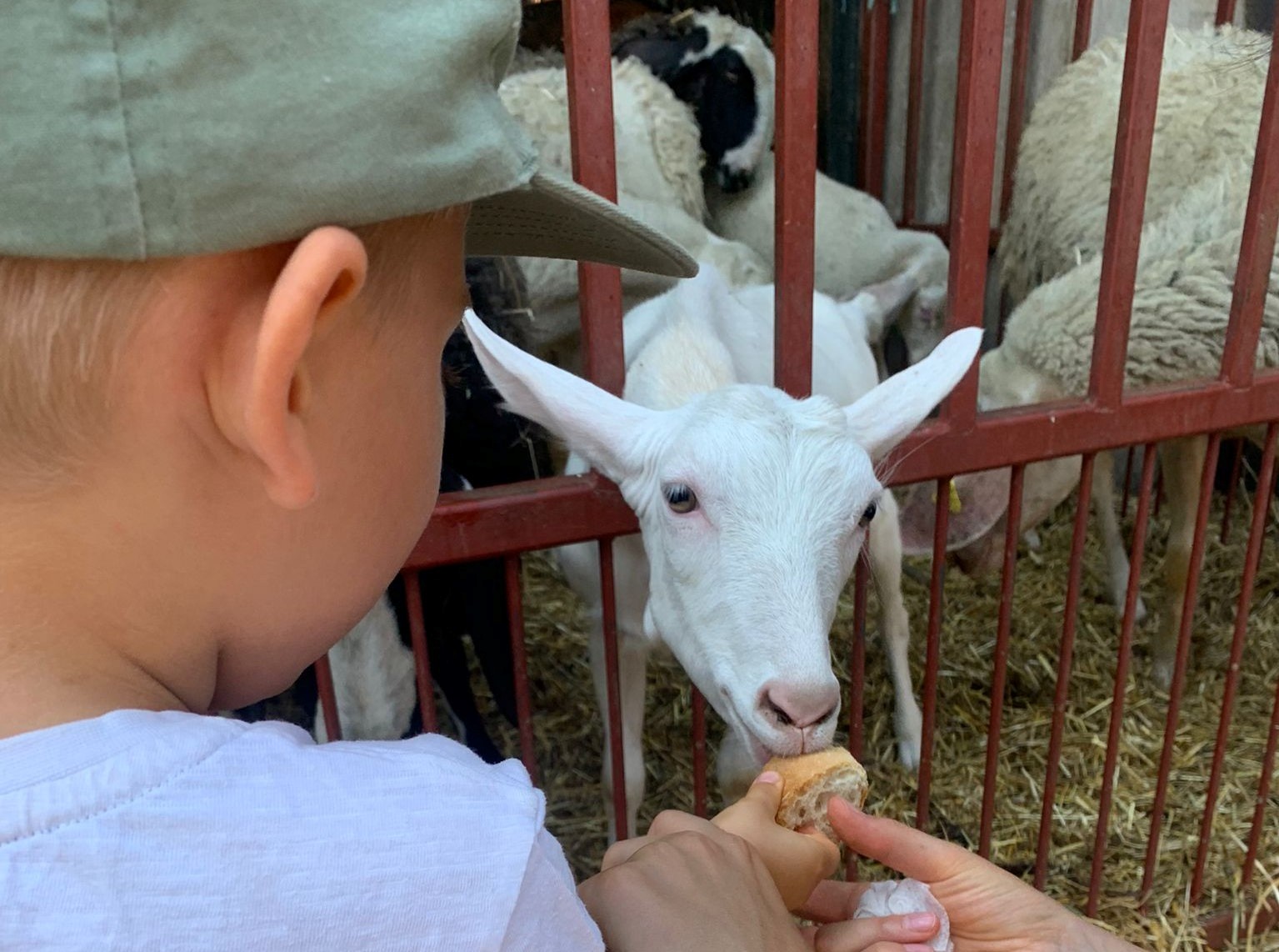 AFFIDO CULTURALE MILANO di APS MITADES AFFIDO CULTURALE MILANO -APS MITADES