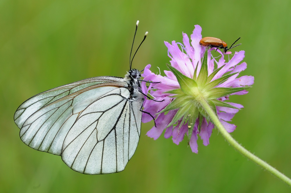 Prati fioriti per il futuro del pianeta! di Istituto Oikos Prati fioriti per il futuro del pianeta!-Istituto Oikos