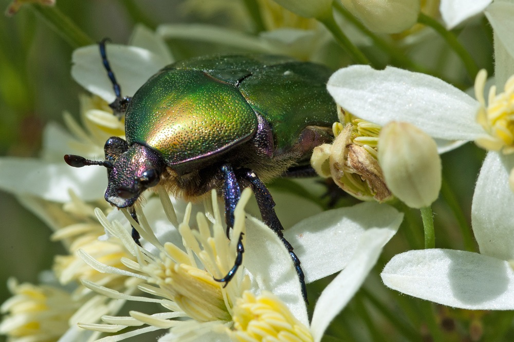 Prati fioriti per il futuro del pianeta! di Istituto Oikos Prati fioriti per il futuro del pianeta!-Istituto Oikos