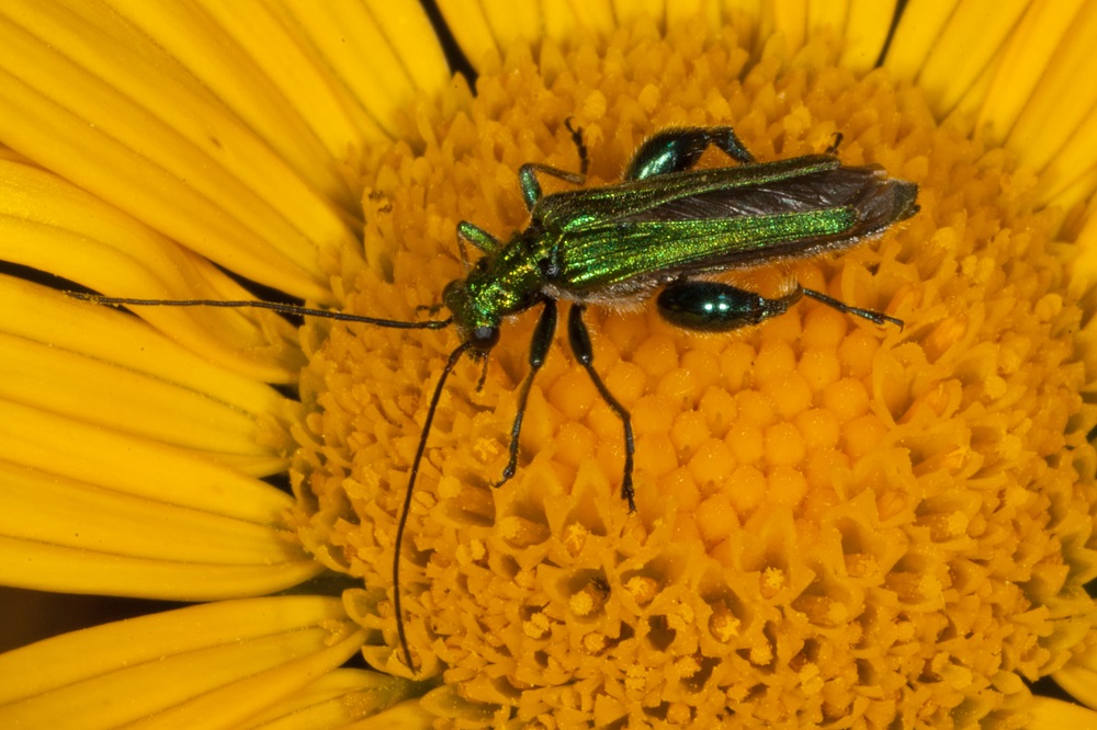 Prati fioriti per il futuro del pianeta! di Istituto Oikos Prati fioriti per il futuro del pianeta!-Istituto Oikos