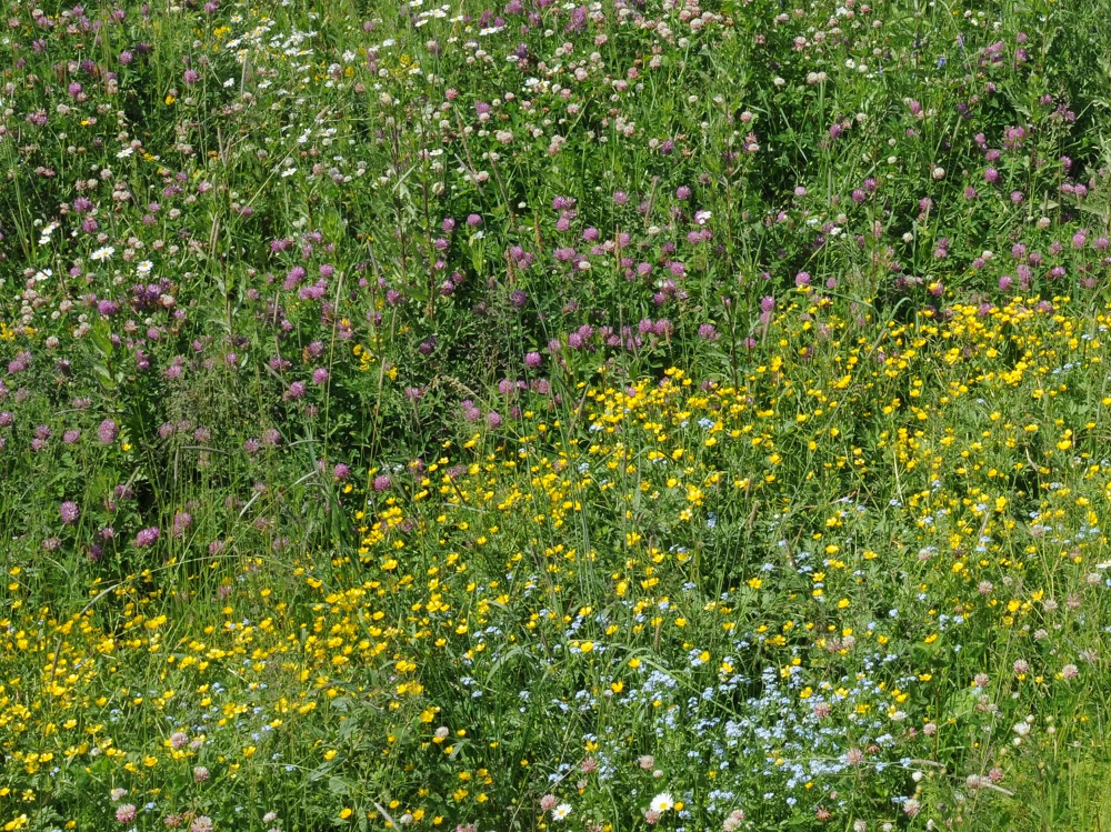 Prati fioriti per il futuro del pianeta! di Istituto Oikos Prati fioriti per il futuro del pianeta!-Istituto Oikos