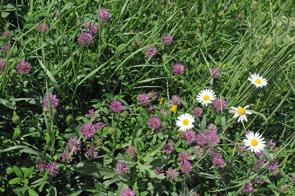 Prati fioriti per il futuro del pianeta! di Istituto Oikos Prati fioriti per il futuro del pianeta!-Istituto Oikos