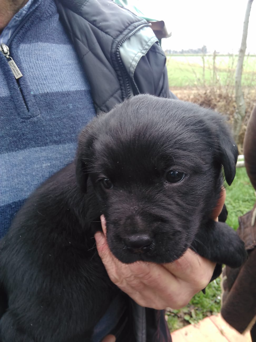 Da grande sarò un cane guida per ciechi. di Puppy Da grande sarò un cane guida per ciechi.-Puppy