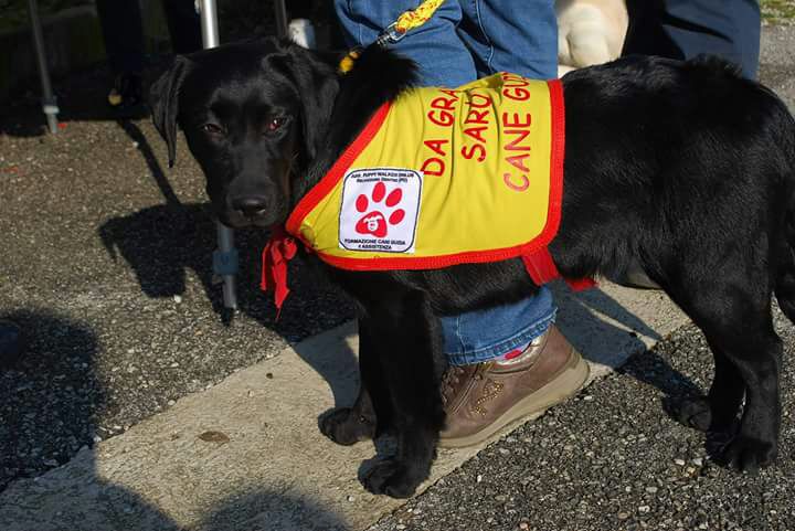 Da grande sarò un cane guida per ciechi. di Puppy Da grande sarò un cane guida per ciechi.-Puppy
