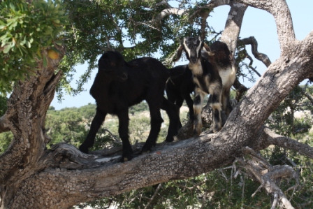 Marocco Sport Challenge di CEFA ONLUS Marocco Sport Challenge-CEFA ONLUS