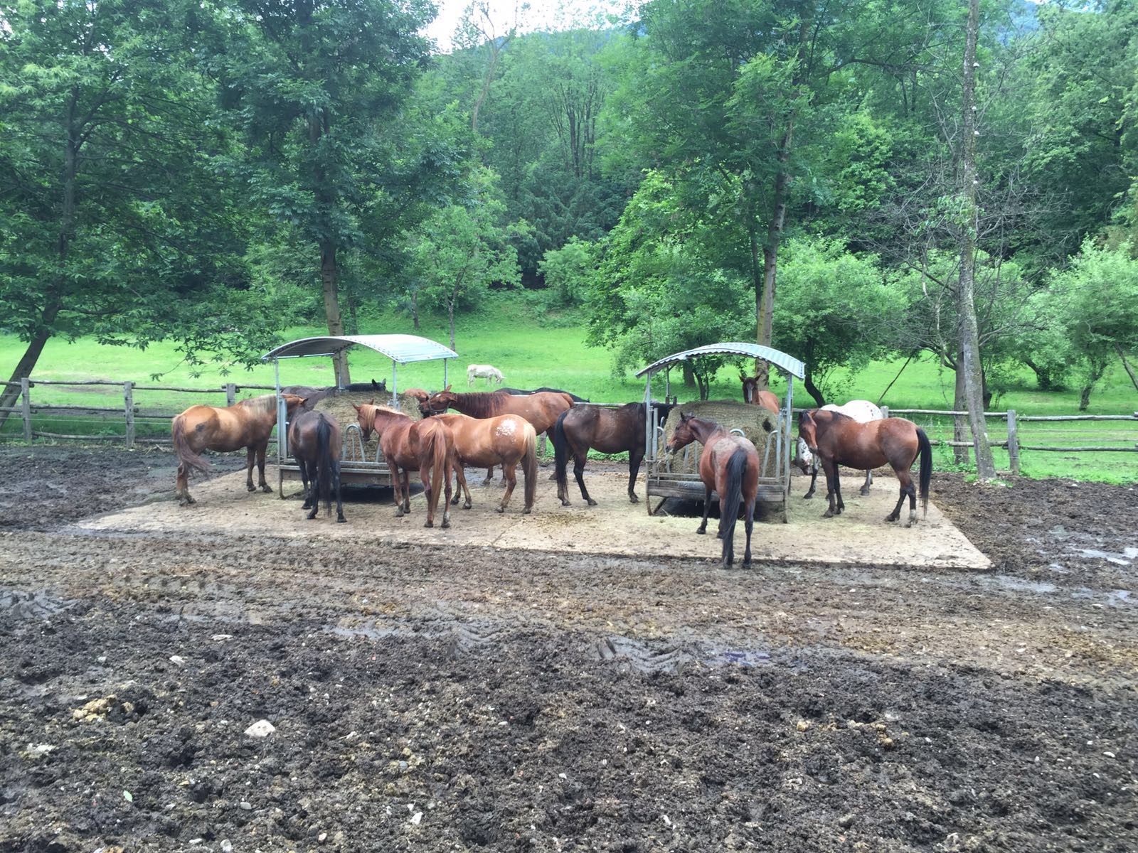 Nuove stalle per i Cavalli di Associazione Rifugio Animali Felici Nuove stalle per i Cavalli-Associazione Rifugio Animali Felici