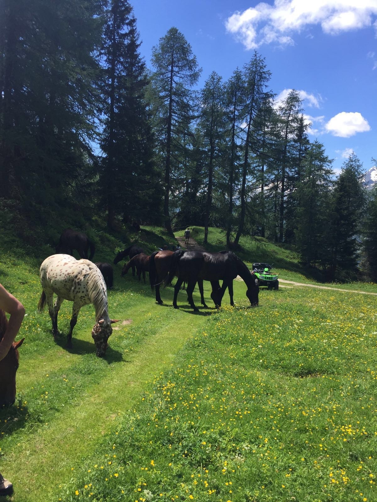 Nuove stalle per i Cavalli di Associazione Rifugio Animali Felici Nuove stalle per i Cavalli-Associazione Rifugio Animali Felici