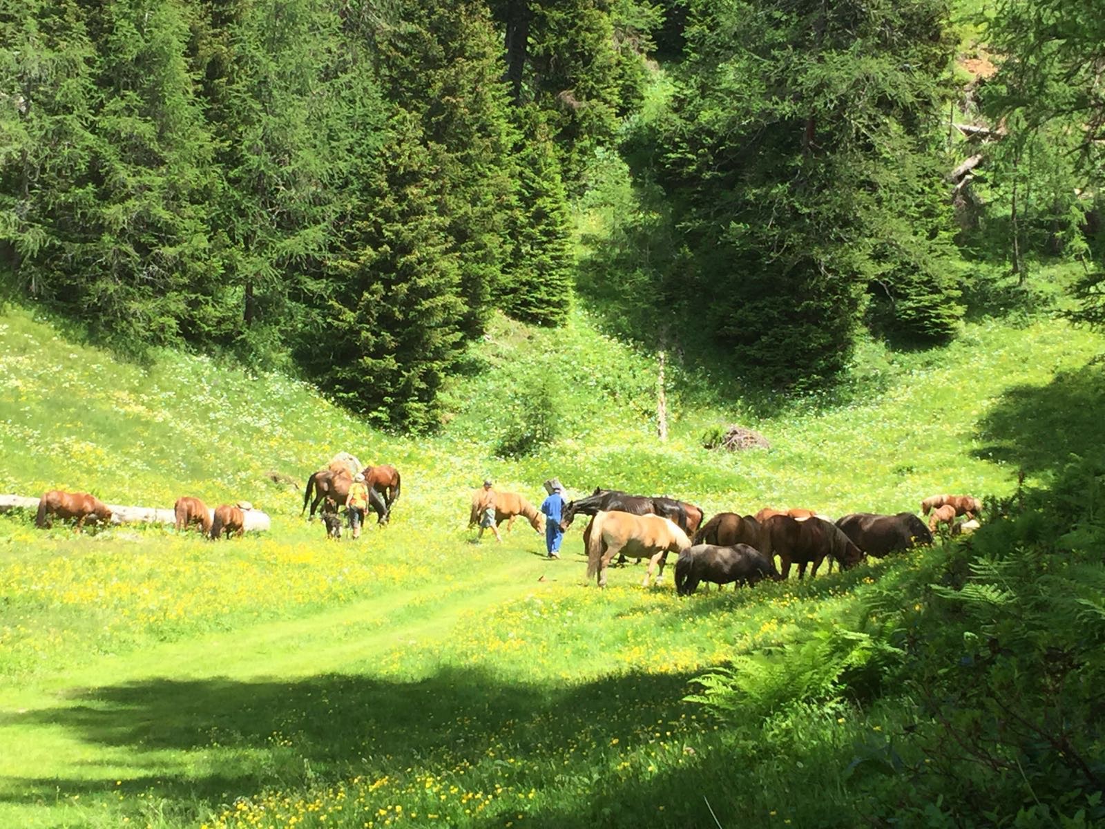 Nuove stalle per i Cavalli di Associazione Rifugio Animali Felici Nuove stalle per i Cavalli-Associazione Rifugio Animali Felici